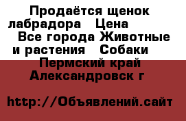 Продаётся щенок лабрадора › Цена ­ 30 000 - Все города Животные и растения » Собаки   . Пермский край,Александровск г.